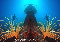 mirror image-snorkelling in Cape Town by Geoff Spiby 